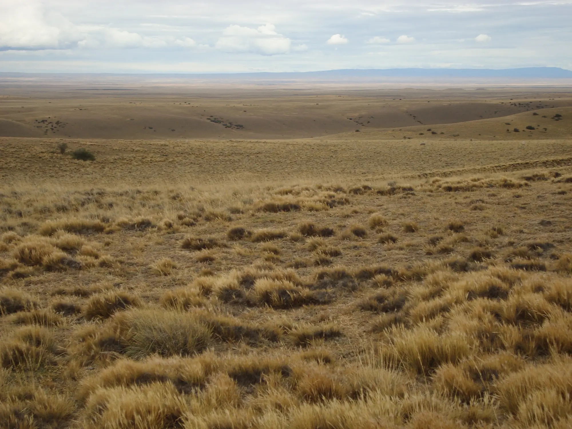Steppe de Patagonie